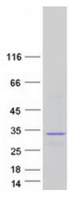 SDS-PAGE (FGF19-3206H).jpg